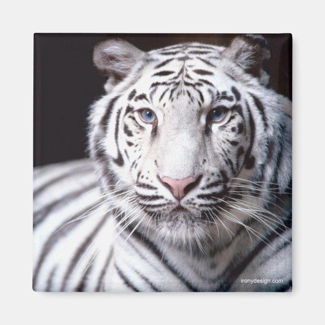 White Bengal Tiger Magnet (Front)
