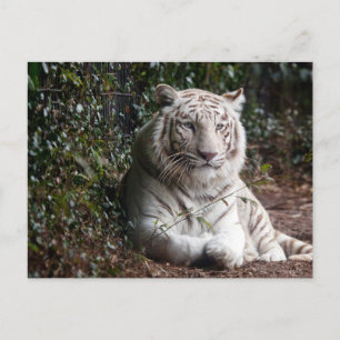 White Bengal Tiger Photo Postcard