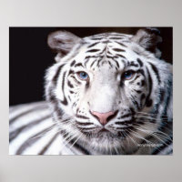White Bengal Tiger Photography