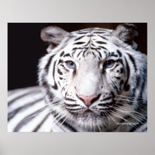 White Bengal Tiger Photography Poster
