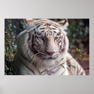 White Bengal Tiger Poster