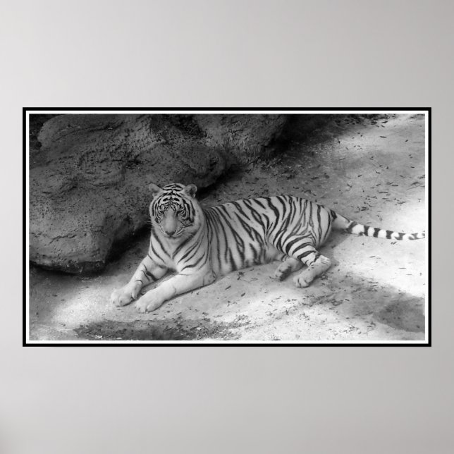 White Bengal Tiger Print in Black and White (Front)