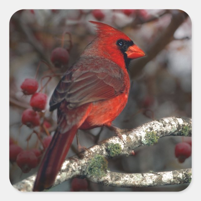 White Berries Primitive Christmas Red Cardinal Square Sticker (Front)