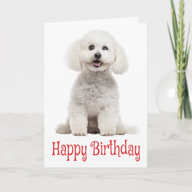 White Bichon Frise Puppy Dog Red Happy Birthday Card (Front)