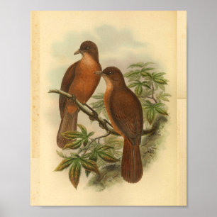 White Billed Wood Shrike Vintage Brown Bird Print