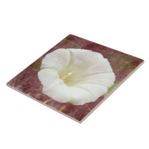 White Bindweed - The Wild Perennial Morning Glory Tile