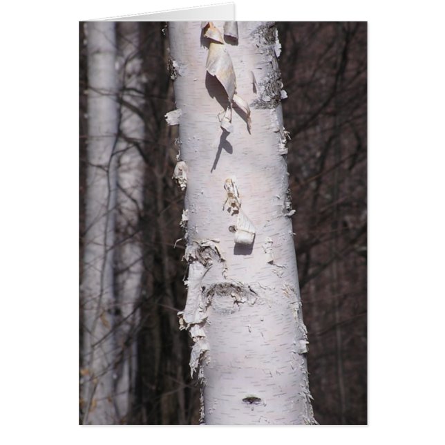 White birch (Betula papyrifera) card (Front)