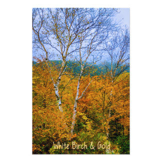 White Birch & Gold Photo Print