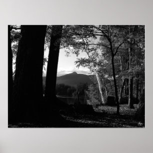 White Birch in a Chocorua Sunset Poster