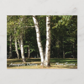 White Birch Postcard