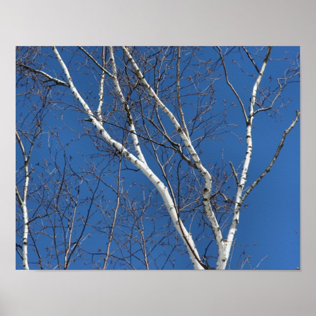 White Birch Tree Against Blue Sky Nature Poster (Front)