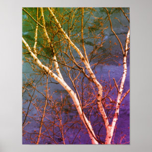 White Birch Tree Blue Sky Distressed Abstract  Poster