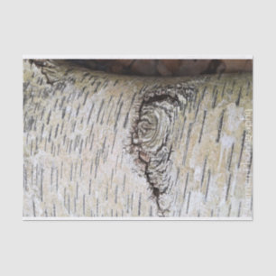 White Birch Tree Tissue Paper