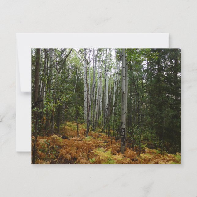 White Birch Trees and Fall Ferns at Rocky Mountain (Front)