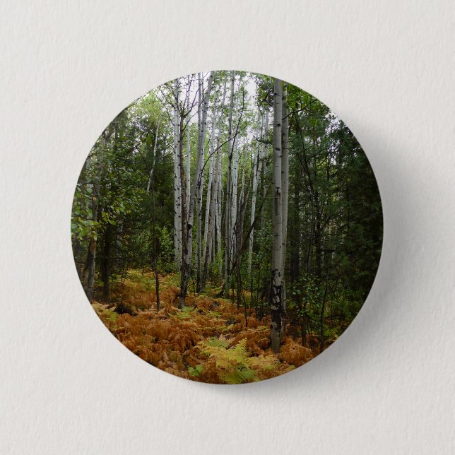 White Birch Trees and Fall Ferns at Rocky Mountain 6 Cm Round Badge (Front)
