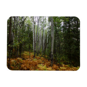 White Birch Trees and Fall Ferns at Rocky Mountain Magnet