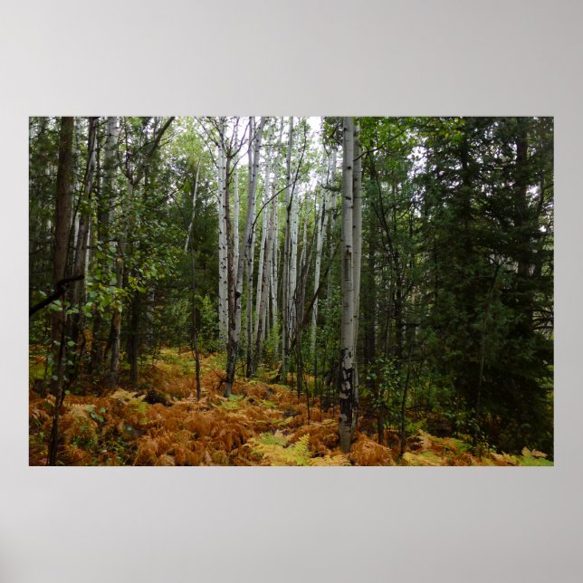 White Birch Trees and Fall Ferns at Rocky Mountain Poster (Front)