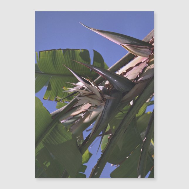 White Bird of Paradise - Flexible Photo Magnet  (Front)
