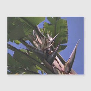 White Bird of Paradise Magnetic Card Refrigerator 