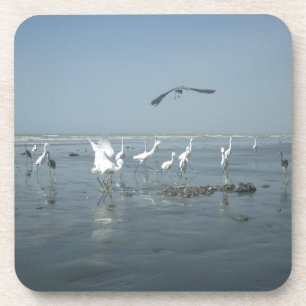 White birds featehres hakuna matata.JPG Coaster