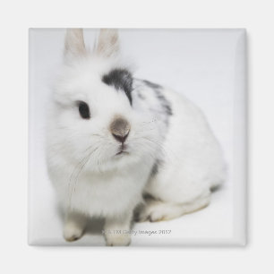 White, black and brown rabbit magnet