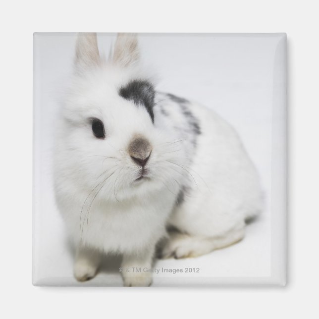 White, black and brown rabbit magnet (Front)