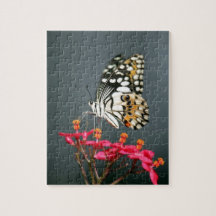 White Black and Yellow Butterfly on Pink Flowers