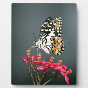 White Black and Yellow Butterfly on Pink Flowers Plaque
