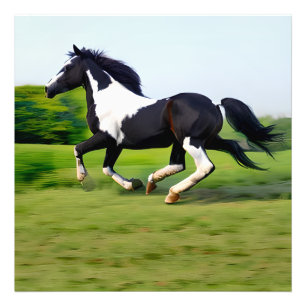 White & Black Beauty Horse Galloping in Nature Photo Print