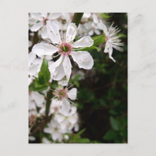 White Blackthorn Blossom Postcard