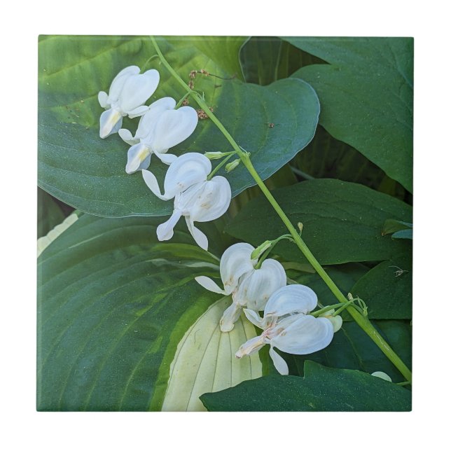 White Bleeding Heart Floral Ceramic Tile (Front)