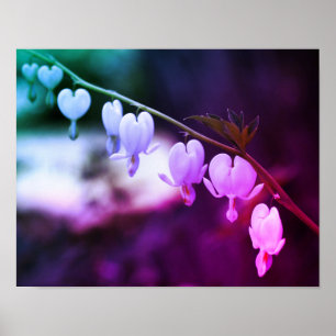 White Bleeding Heart Flowers Abstract Colours Poster