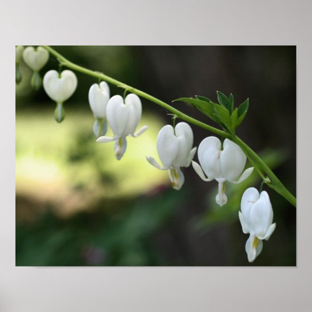 White Bleeding Heart Flowers Poster (Front)