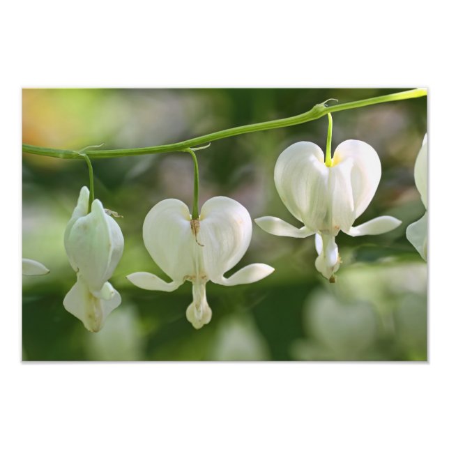 White Bleeding Hearts Flowers Photo Print (Front)