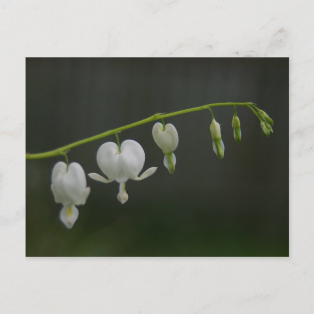 White Bleeding Hearts Postcard (Front)