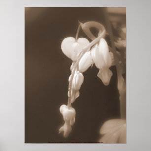 white bleeding hearts sepia poster