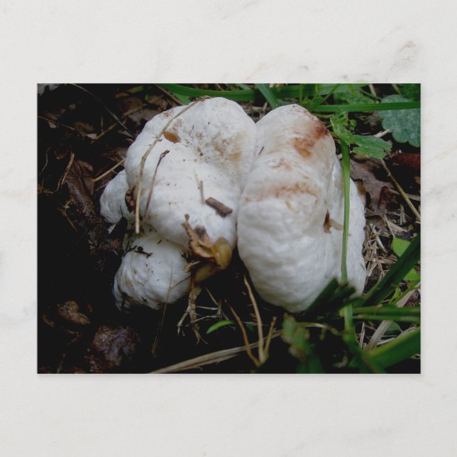 White Blobs Mushroom Postcard (Front)