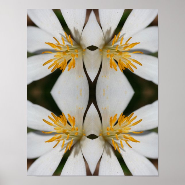 White Bloodroot Flower Close Up Mirror Abstract  Poster (Front)