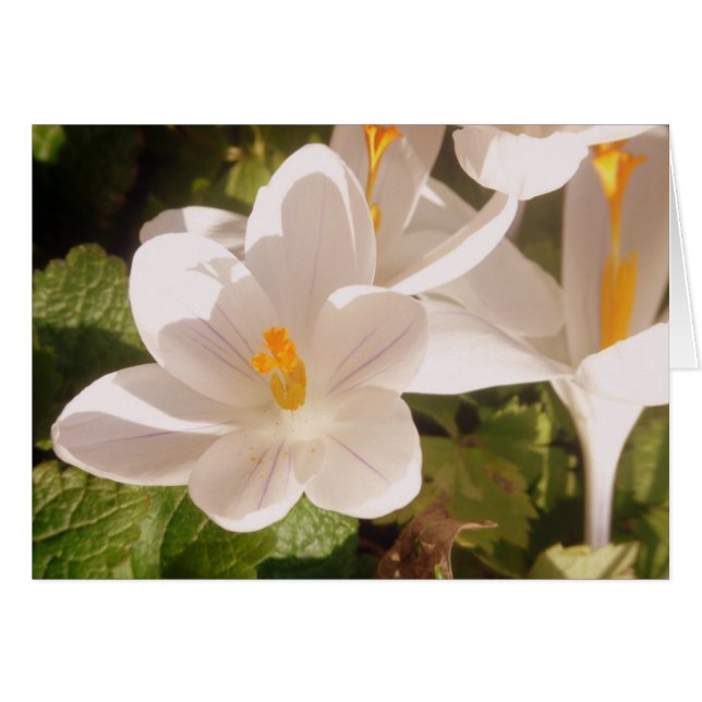 White Bloom Dappled Light (Front Horizontal)