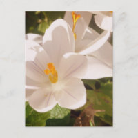 White Bloom Dappled Light