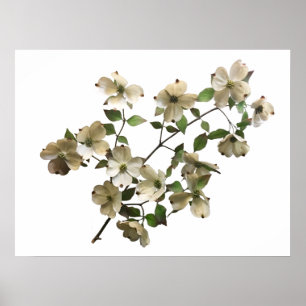 white blooming dogwood branch poster
