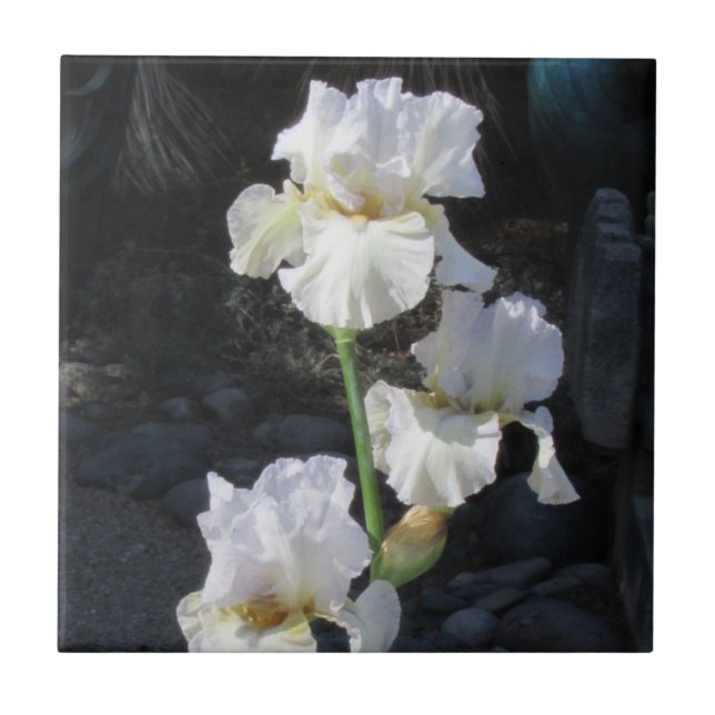White Blooming Iris Ceramic Tile (Front)