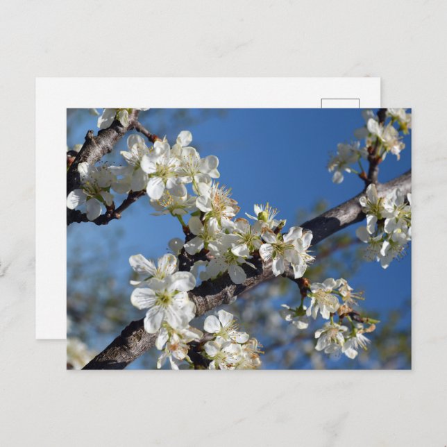 White blooming plum tree branch in spring postcard (Front/Back)