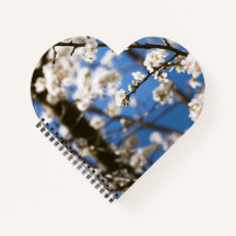 White Blossom blue sky background