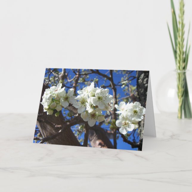White Blossom Clusters Spring Flowering Pear Tree Card (Front)