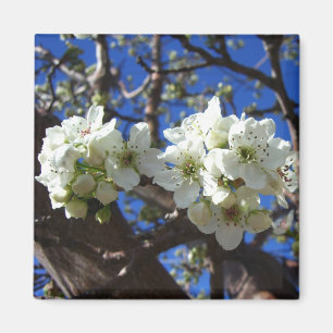 White Blossom Clusters Spring Flowering Pear Tree Magnet