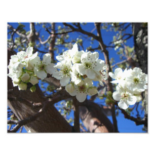 White Blossom Clusters Spring Flowering Pear Tree Photo Print