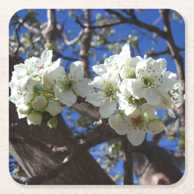 White Blossom Clusters Spring Flowering Pear Tree Square Paper Coaster (Front)