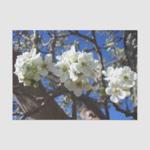 White Blossom Clusters Spring Flowering Pear Tree Tissue Paper