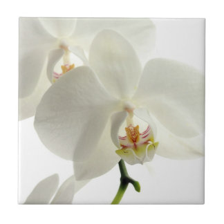 White Blossom Orchid Flower Floral Nature Ceramic Tile